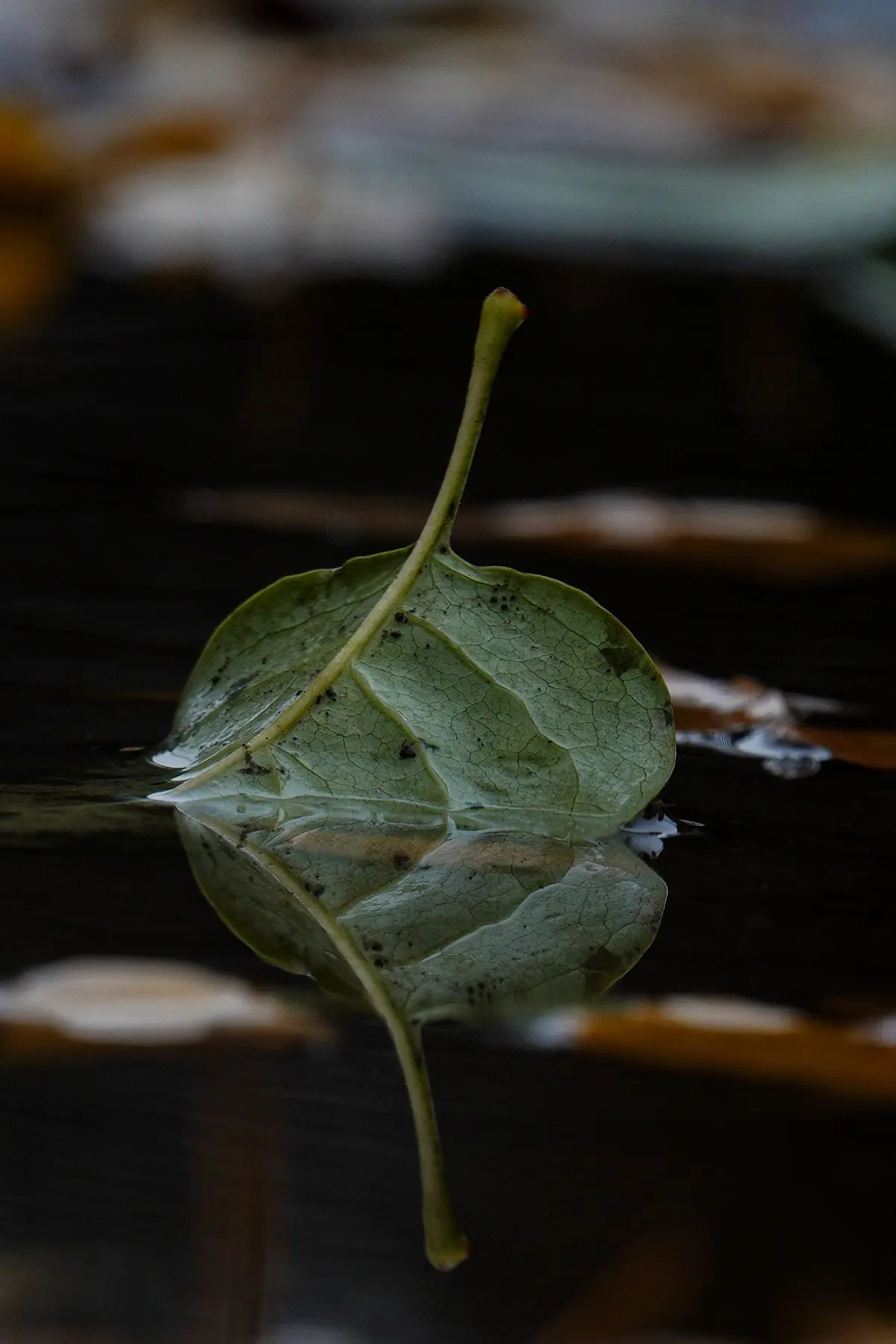 Loss, Grief & Bereavement